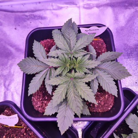 Miss Purple growlog timeline photo