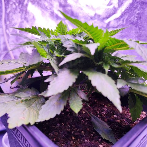 Miss Purple growlog photo: Vor dem Schneiden 