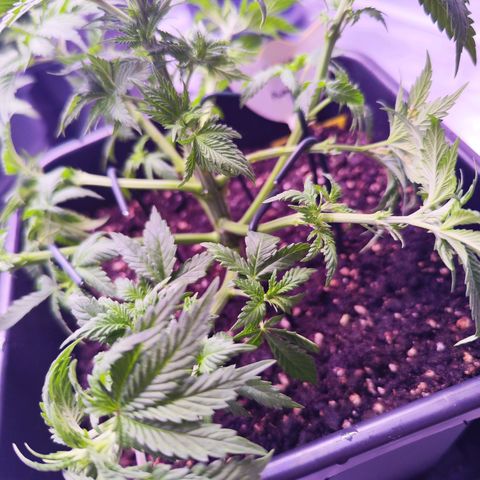 Miss Purple growlog photo: Nach dem Schneiden