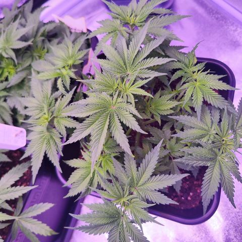 Miss Purple growlog photo: Nachdem ersten Trainings und zweiter Tag der Beschneidung hat sie sich wieder aufgestellt 