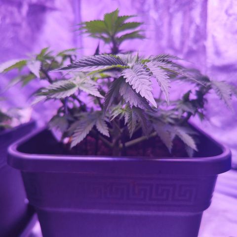 Miss Purple growlog photo: Sieht sie wundervoll aus oder was?! :)) 