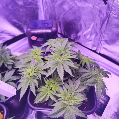 Miss Purple growlog photo: Sieht sie wundervoll aus oder was?! :)) 