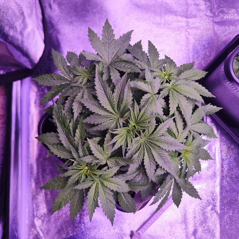 Miss Purple growlog timeline photo