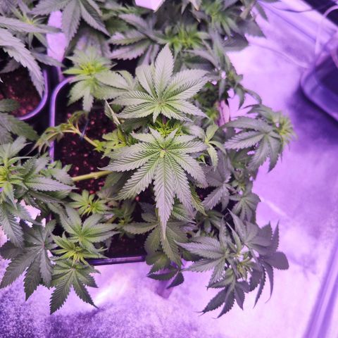Miss Purple growlog photo: Sie riecht schon,  auch, wenn mehr nach Pflanze aber man erkennt einen typischen Geruch 