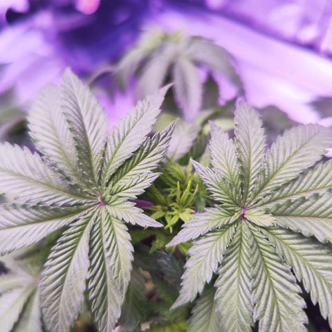 Miss Purple growlog photo: Sie riecht schon,  auch, wenn mehr nach Pflanze aber man erkennt einen typischen Geruch 