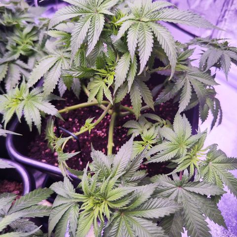 Miss Purple growlog photo: Sie riecht schon,  auch, wenn mehr nach Pflanze aber man erkennt einen typischen Geruch 