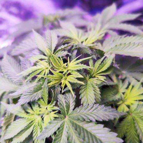 Miss Purple growlog timeline photo