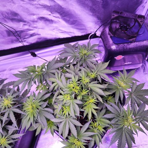 Miss Purple growlog timeline photo
