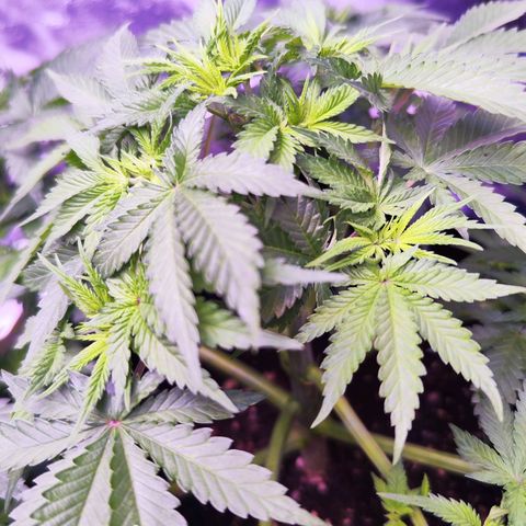 Miss Purple growlog timeline photo