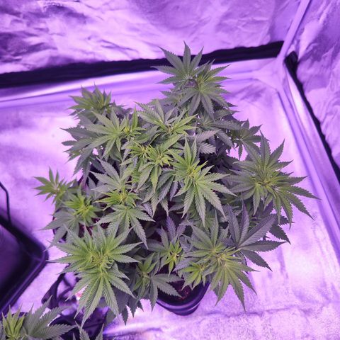 Miss Purple growlog timeline photo