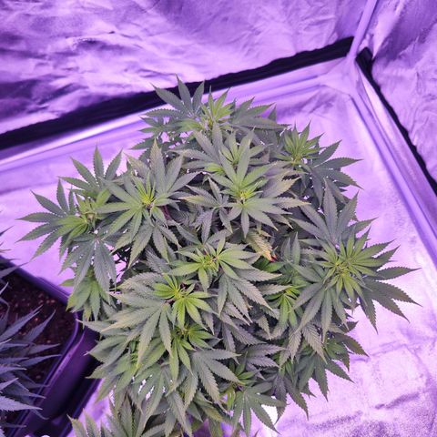 Miss Purple growlog timeline photo