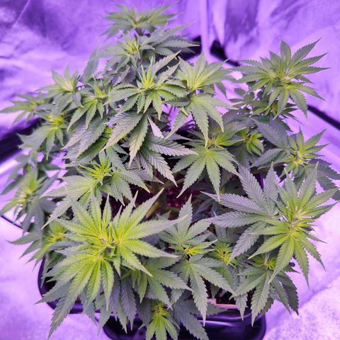 Miss Purple growlog timeline photo