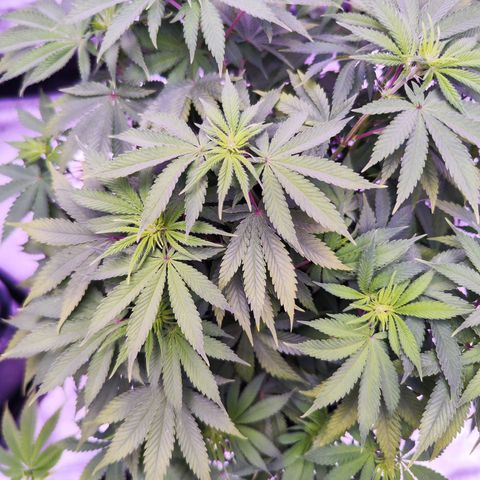 Miss Purple growlog photo: Foto von Sonntag 