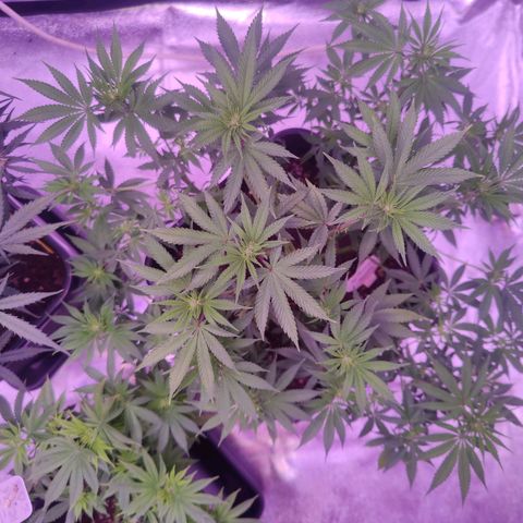 Miss Purple growlog photo: <3 