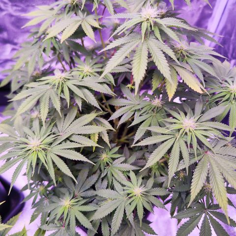 Miss Purple growlog timeline photo