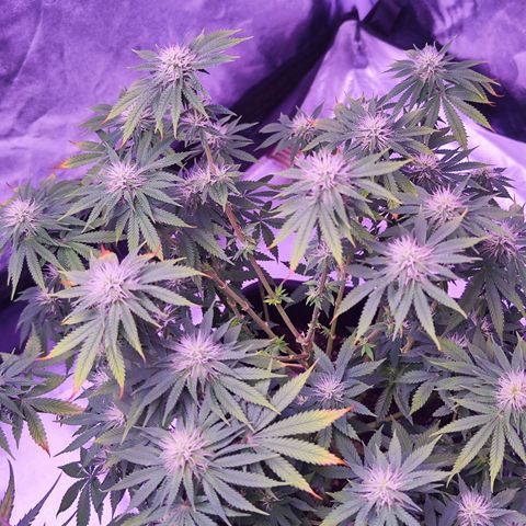 Miss Purple growlog timeline photo