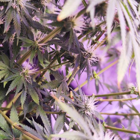 Miss Purple growlog timeline photo