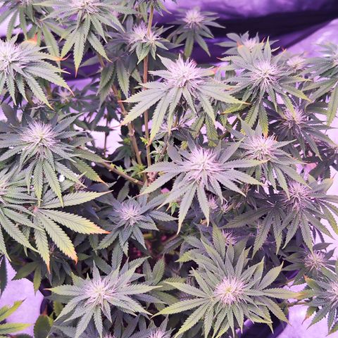 Miss Purple growlog timeline photo