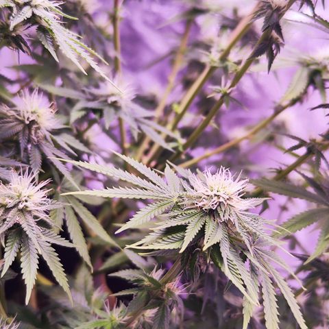Miss Purple growlog timeline photo