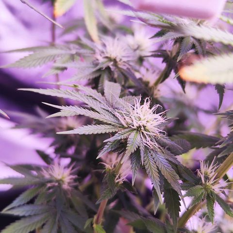 Miss Purple growlog timeline photo