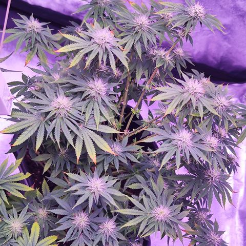 Miss Purple growlog timeline photo