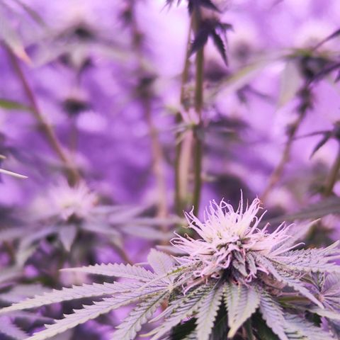 Miss Purple growlog timeline photo