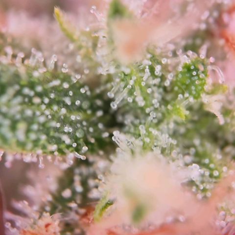 Miss Purple growlog timeline photo
