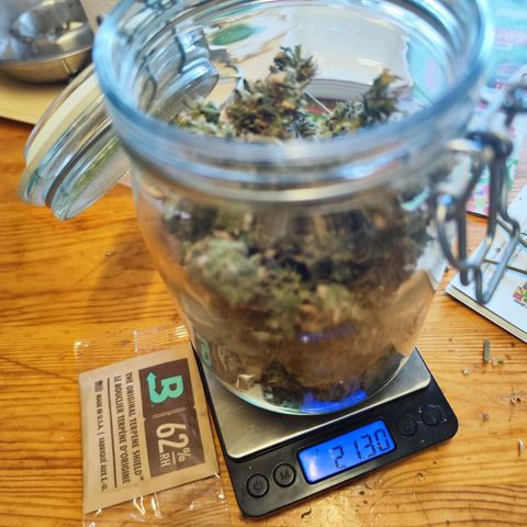 Miss Purple growlog photo: Für den kleinen Topf und dementsprechend für die kleine Pflanze bin ich mit der Menge zufrieden. Als nächstes verwende ich größere Töpfe 