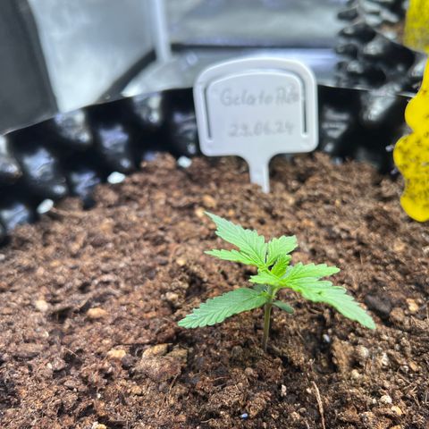 Cookies Gelato Automatic growlog timeline photo