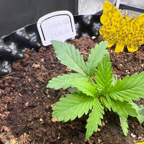 Cookies Gelato Automatic growlog timeline photo