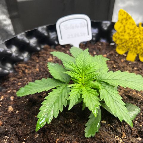 Cookies Gelato Automatic growlog timeline photo
