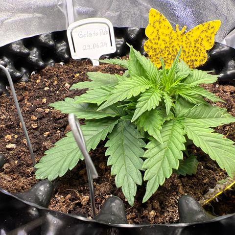 Cookies Gelato Automatic growlog timeline photo
