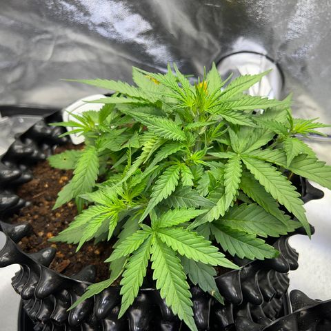 Cookies Gelato Automatic growlog timeline photo