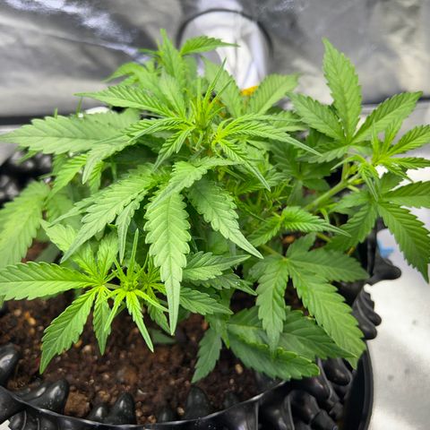 Cookies Gelato Automatic growlog timeline photo