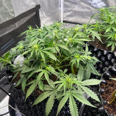 Cookies Gelato Automatic growlog timeline photo