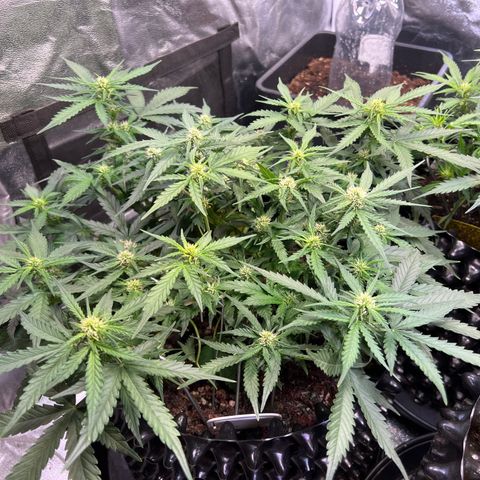 Cookies Gelato Automatic growlog timeline photo
