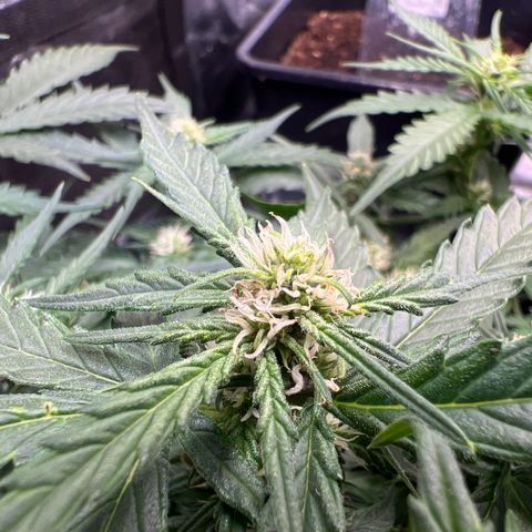 Cookies Gelato Automatic growlog timeline photo