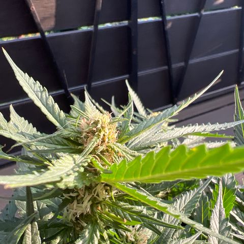 Cookies Gelato Automatic growlog timeline photo