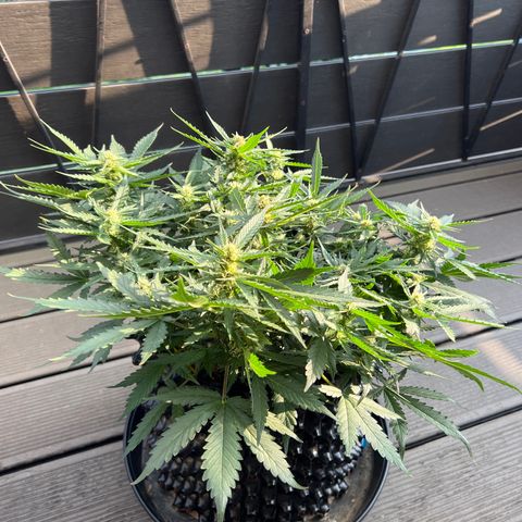 Cookies Gelato Automatic growlog timeline photo