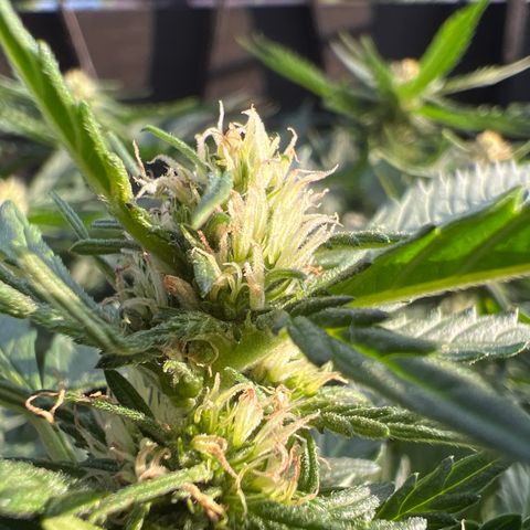 Cookies Gelato Automatic growlog timeline photo