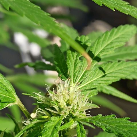Superviviente growlog timeline photo