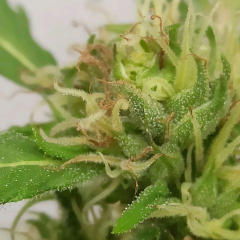 Superviviente growlog timeline photo