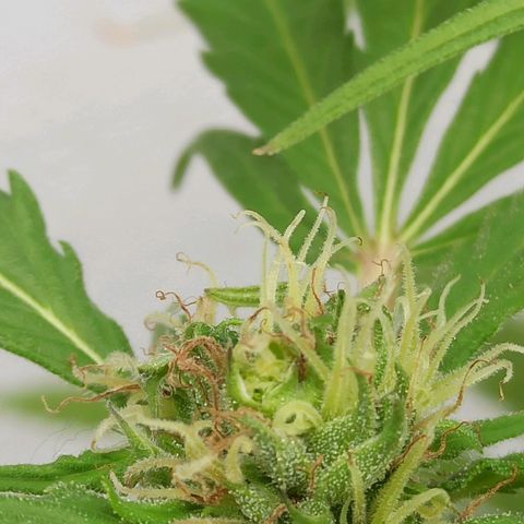 Superviviente growlog timeline photo