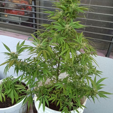 Superviviente growlog timeline photo