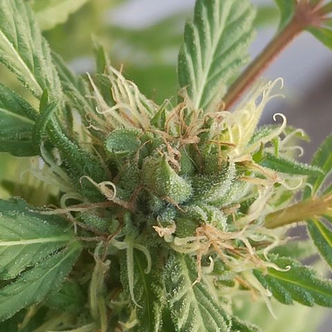 Superviviente growlog timeline photo