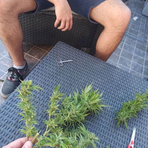 Superviviente growlog timeline photo