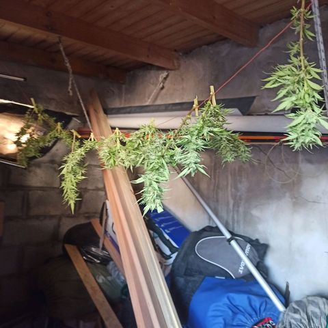 Superviviente growlog timeline photo