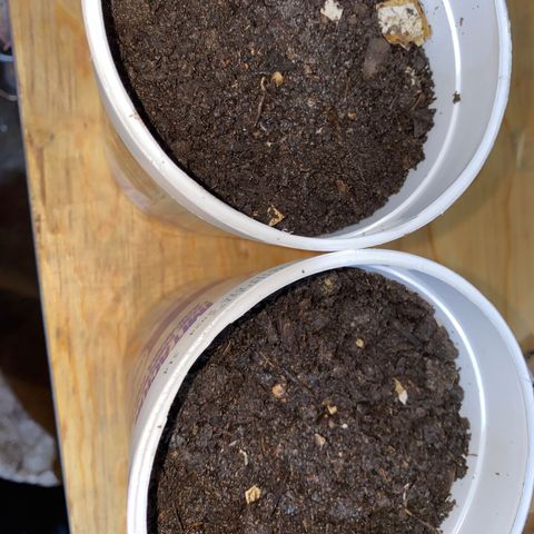 Panteón kush growlog timeline photo