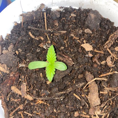 Panteón kush growlog timeline photo