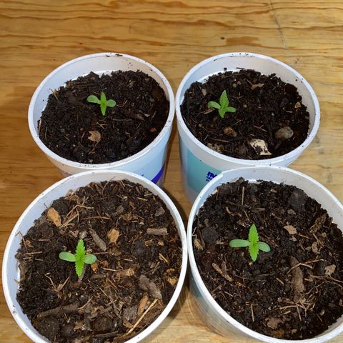 Panteón kush growlog timeline photo